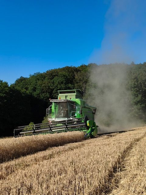 Deutz-Fahr Mähdrescher im Getreidebestand mit aufsteigendem Spreustaub